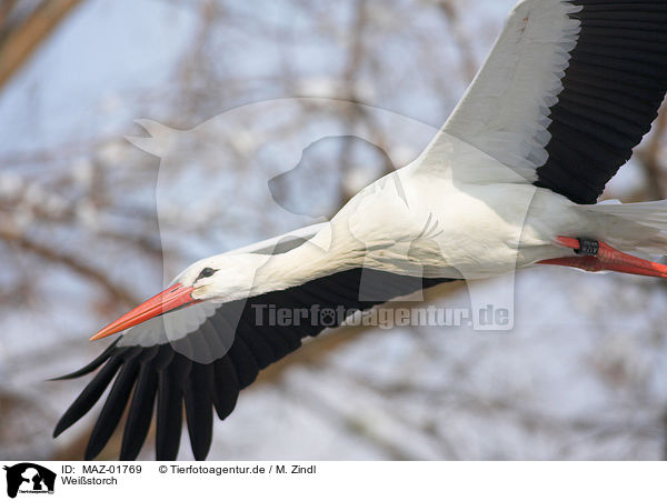 Weistorch / white stork / MAZ-01769