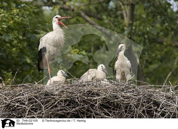 Weistrche / white storks / THA-02109