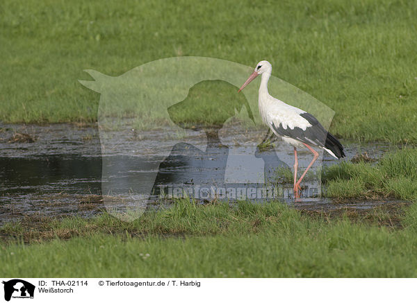 Weistorch / white stork / THA-02114