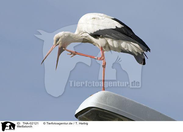 Weistorch / white stork / THA-02121