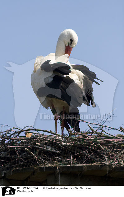 Weistorch / white stork / WS-03324