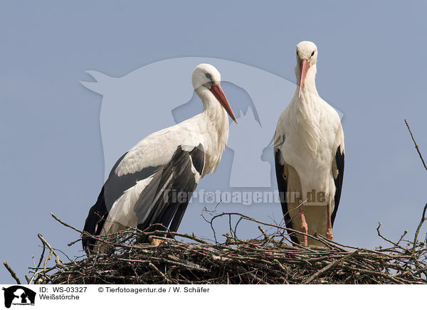 Weistrche / white storks / WS-03327