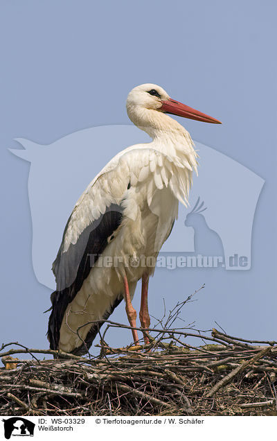 Weistorch / white stork / WS-03329