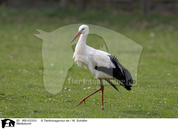 Weistorch / white stork / WS-03333