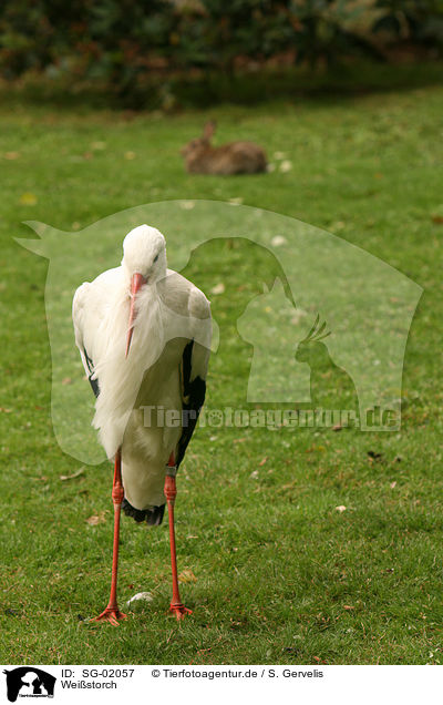 Weistorch / white stork / SG-02057
