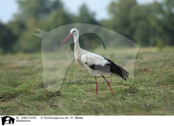 Weistorch / white stork / KMI-01935