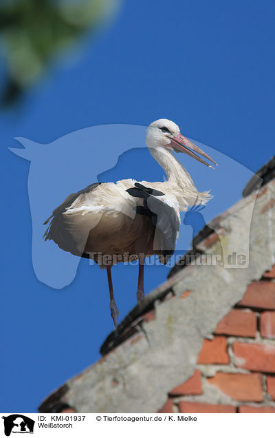 Weistorch / white stork / KMI-01937