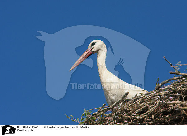 Weistorch / white stork / KMI-01941