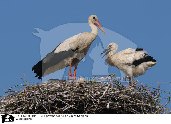 Weistrche / white stork / DMS-03104