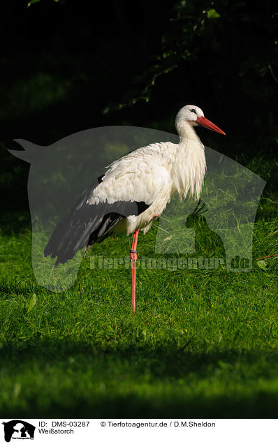 Weistorch / white stork / DMS-03287