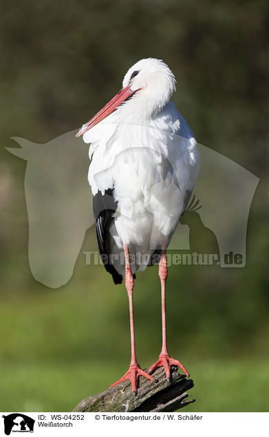 Weistorch / white stork / WS-04252