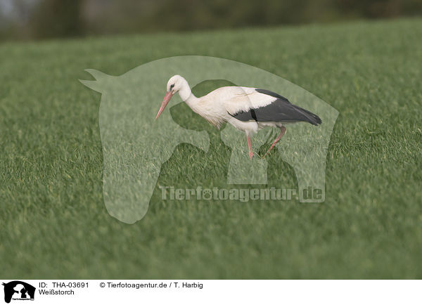 Weistorch / white stork / THA-03691