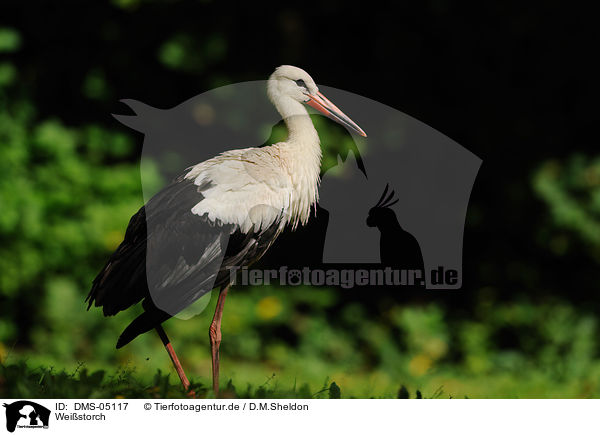 Weistorch / white stork / DMS-05117