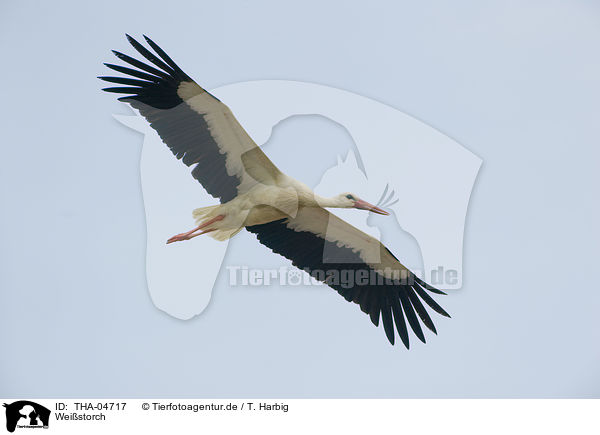 Weistorch / white stork / THA-04717