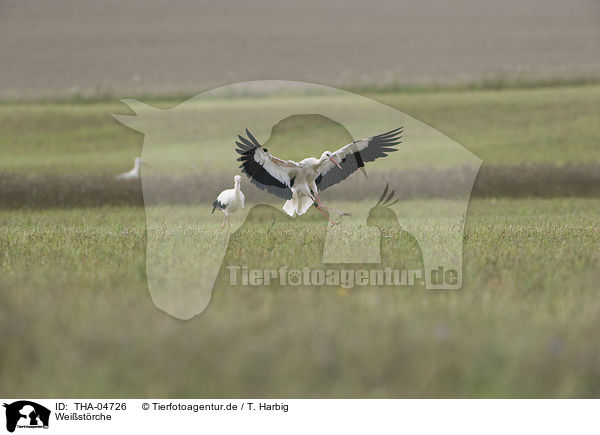 Weistrche / white storks / THA-04726