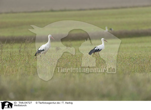 Weistorch / white stork / THA-04727