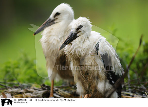 Weistrche / white storks / DMS-06188