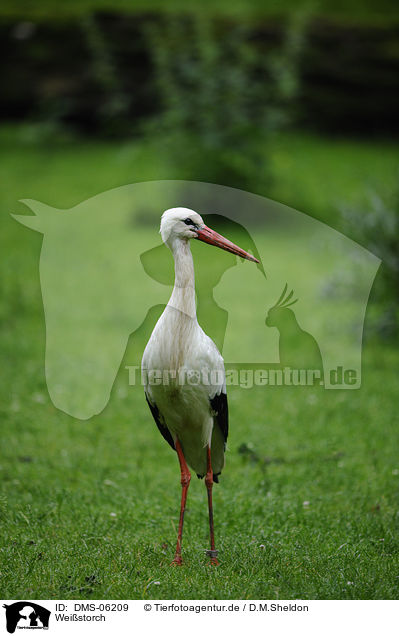Weistorch / white stork / DMS-06209