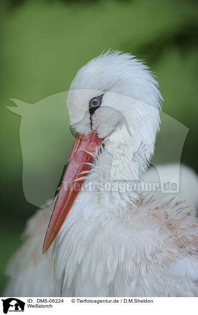 Weistorch / white stork / DMS-06224