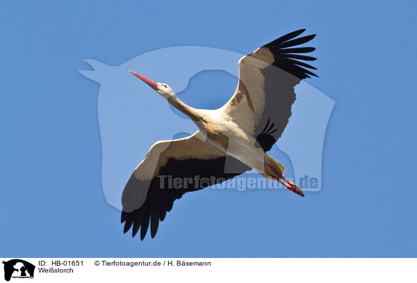 Weistorch / white stork / HB-01651