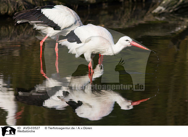 Weistrche / white storks / AVD-03527