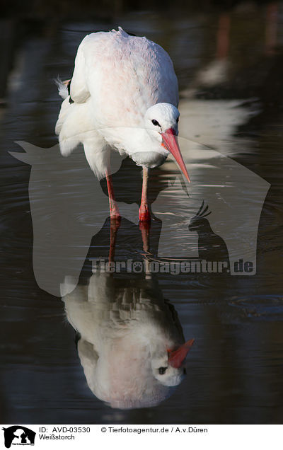 Weistorch / white stork / AVD-03530