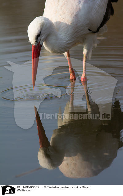 Weistorch / white stork / AVD-03532