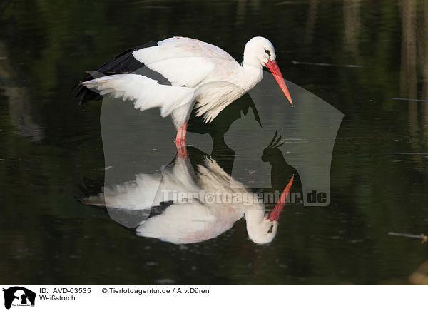 Weistorch / white stork / AVD-03535