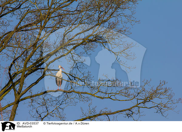 Weistorch / white stork / AVD-03537