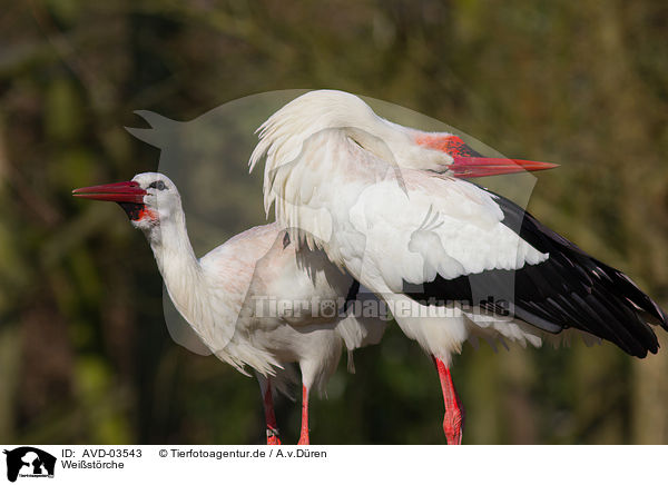 Weistrche / white storks / AVD-03543