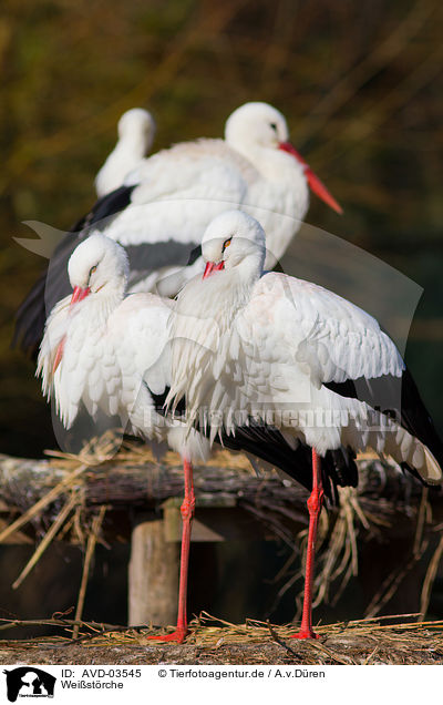 Weistrche / white storks / AVD-03545