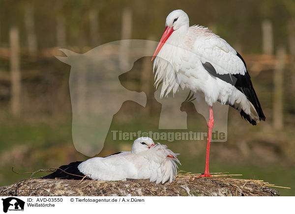 Weistrche / white storks / AVD-03550