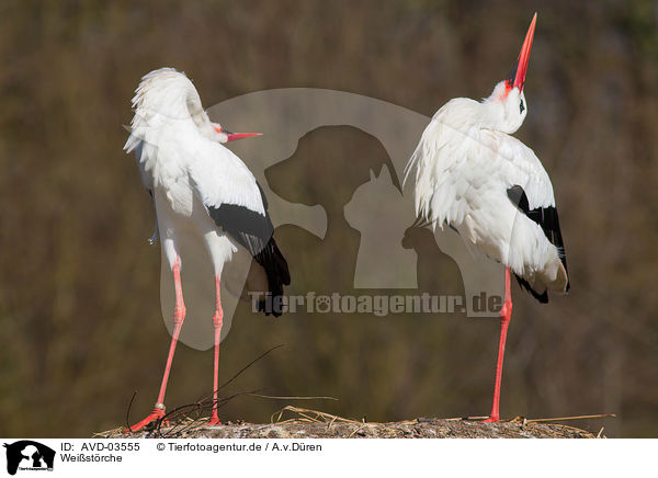 Weistrche / white storks / AVD-03555