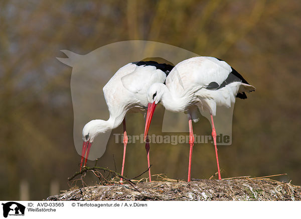 Weistrche / white storks / AVD-03565