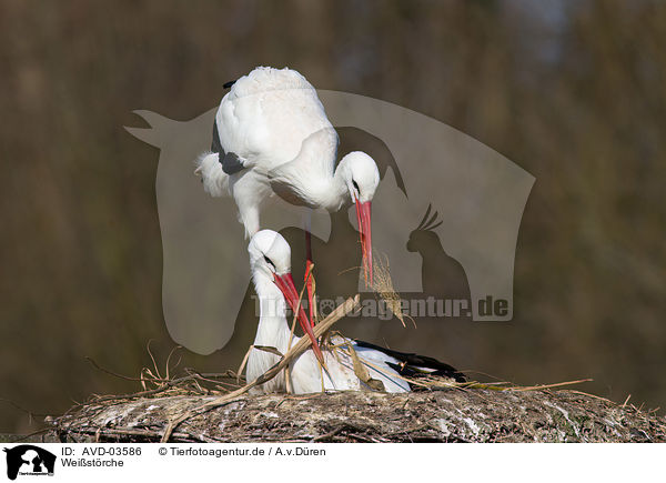 Weistrche / white storks / AVD-03586