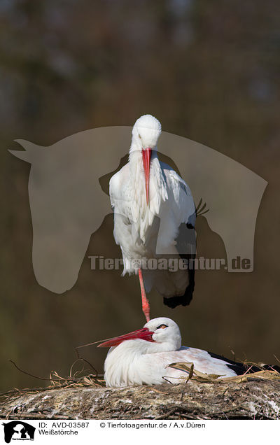 Weistrche / white storks / AVD-03587