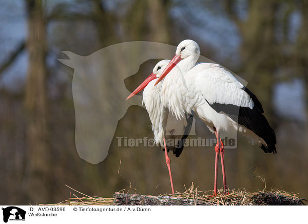 Weistrche / white storks / AVD-03596