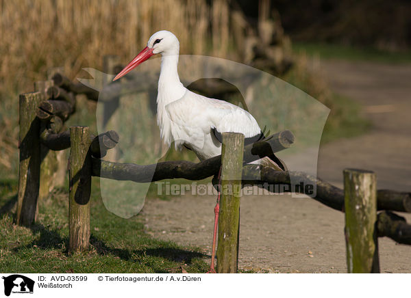 Weistorch / white stork / AVD-03599