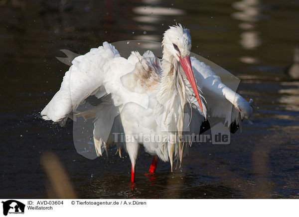 Weistorch / white stork / AVD-03604