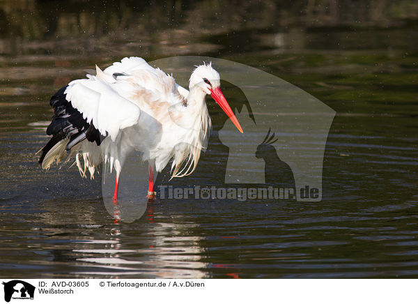 Weistorch / white stork / AVD-03605