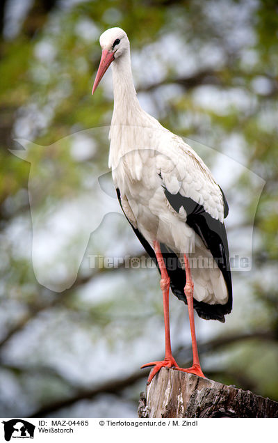 Weistorch / white stork / MAZ-04465