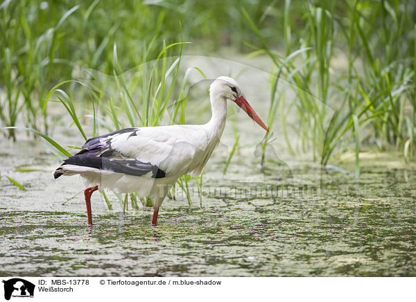 Weistorch / white stork / MBS-13778