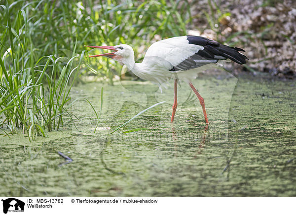 Weistorch / white stork / MBS-13782