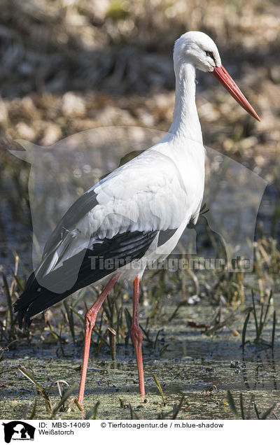 Weistorch / white stork / MBS-14069