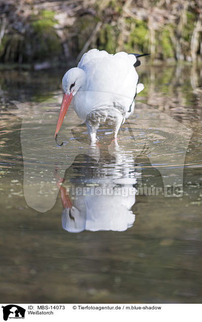 Weistorch / white stork / MBS-14073