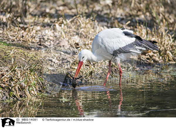 Weistorch / white stork / MBS-14081