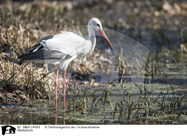 Weistorch / white stork / MBS-14083