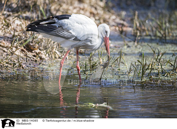 Weistorch / white stork / MBS-14085