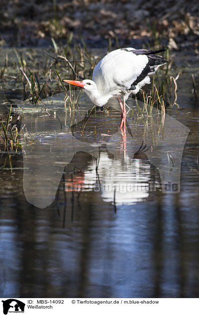 Weistorch / white stork / MBS-14092