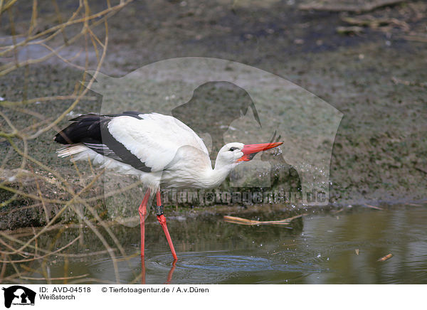 Weistorch / white stork / AVD-04518